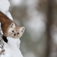 Marten