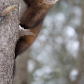 Marten