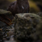 Mink