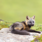 Cross Fox
