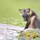 Cross Fox