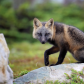 Cross Fox