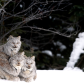 Canada Lynx