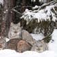 Canada Lynx