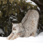 Canada Lynx