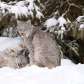 Canada Lynx