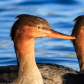 Fish Duck