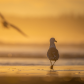 Seagulls and Sunsets