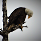 Doing what the Raptors do best...hunting