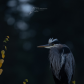 Heron In the Grey Morning