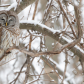 Barred Owl