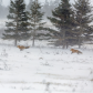 fox on the run 