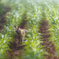 fox in farmers corn 