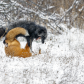 fox fight 