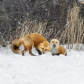 fox fight 