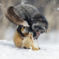 fox fight 
