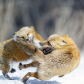 fox fight 