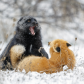 fox fight 