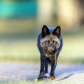 silver fox walking 