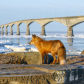 red fox in front of confederation bridge 