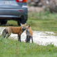 red foxes  in front of car early in the morning 