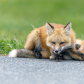 red foxes  in front of yard  early in the morning 