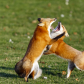 red foxes  in front of yard  early in the morning 