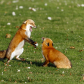 red foxes  in front of yard  early in the morning 