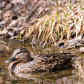 Female Mallard Duck