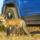 pretty young fox by car 