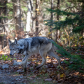 Curious Wolf