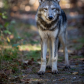 Curious Wolf