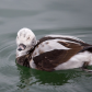 Long-tailed Duck