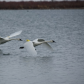 Trumpeter Swans
