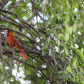 Cardinal