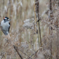Downy Woodpecker