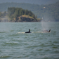 Orcas Hunting