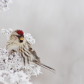 Common redpoll in the frost