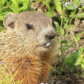 Baby groundhog eating forget-me-nots