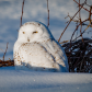 Snowy Owl