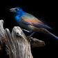 Grackle