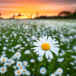 Daisies Aplenty