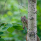 Hide and seek