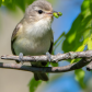 Kingbird on a Bough