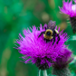 Busy Bee