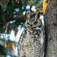 Wise Owl