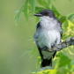 Indigo Bunting on a Sapling