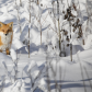 Snowy Fox