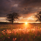 Twin Oaks and Prairie Smoke