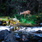 Deer Crossing